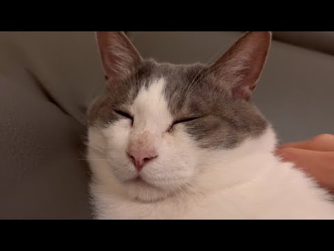 자장가 <strong>불러주면</strong> 자는 고양이