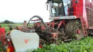 Sugar beet harvesting and loading