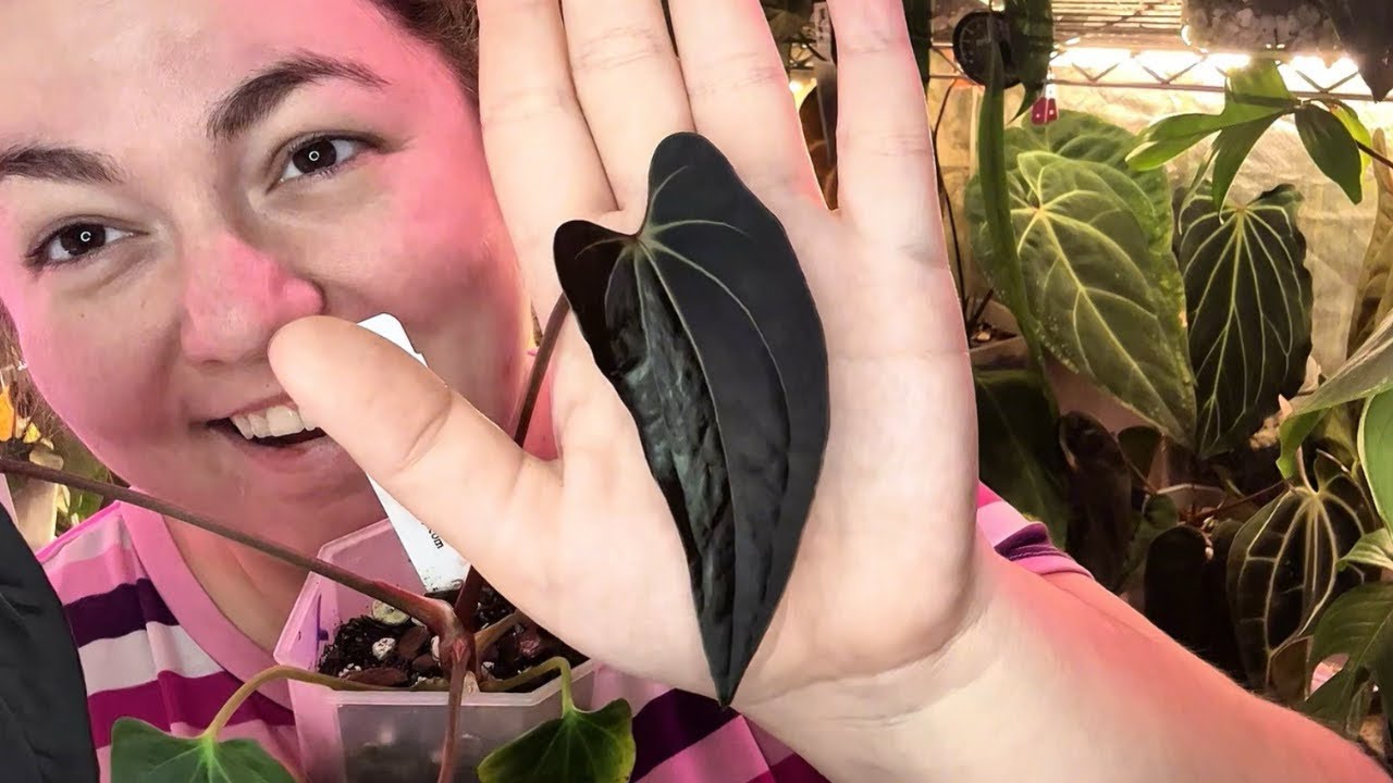 Wait until you see these new leaves… 🪴