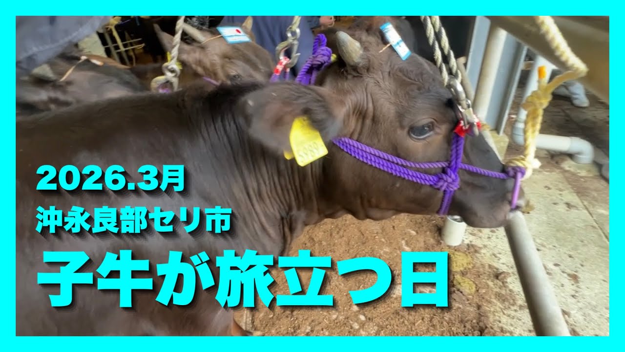 【子牛セリ市】子牛が旅立つ日。離島から本土へ