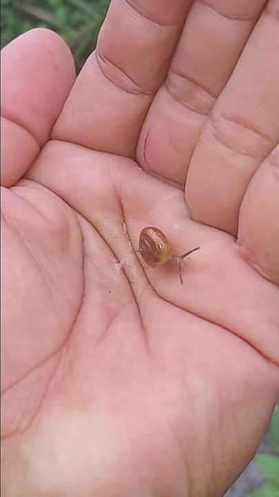 This Baby 1 snail🐌 nd 1 baby frog🐸#insects #nature #wildlife #animals#shortsvideo