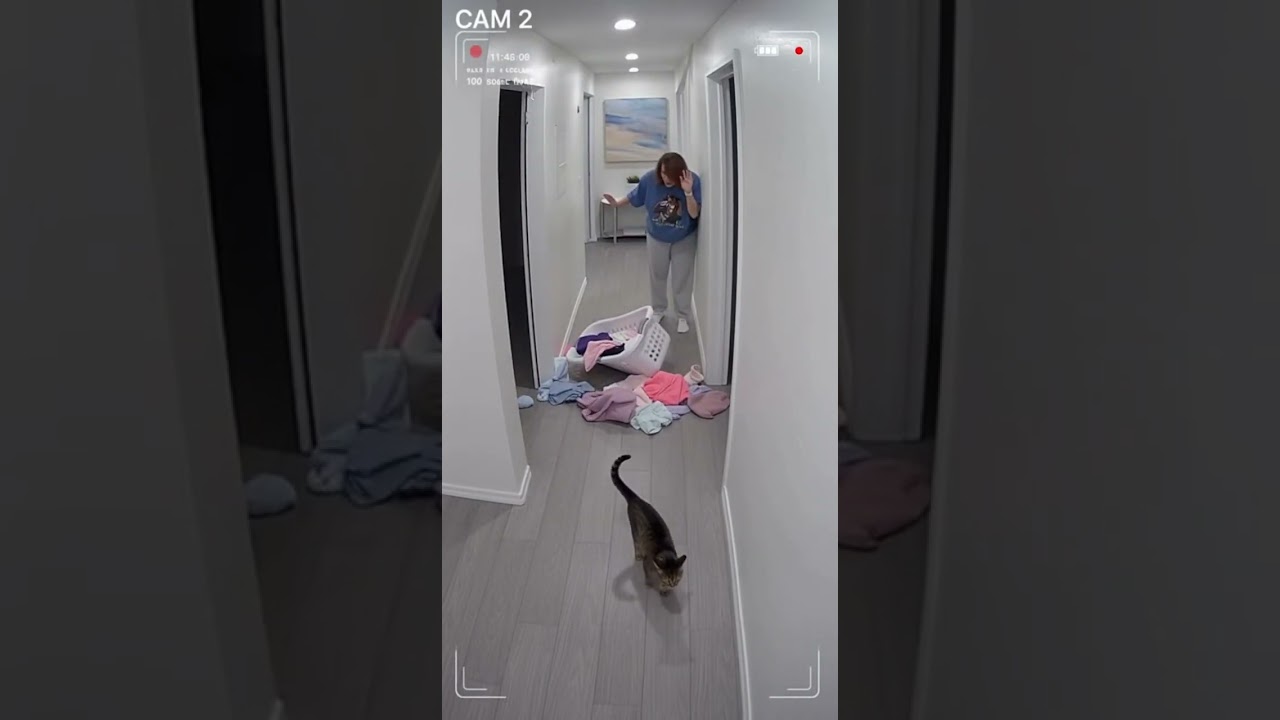 "My kitten woke up and chose violence today! 😂😼"