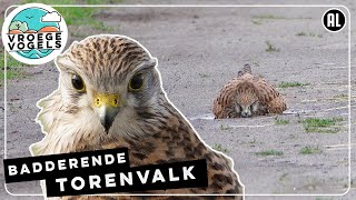 Torenvalk baddert in heel kleine poel | Zelf Geschoten | Vroege Vogels