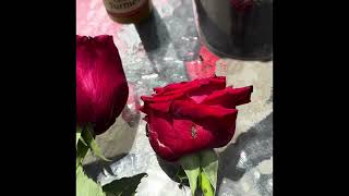 Propagate roses from store bought roses