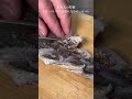 サゴシを釣って「炙り刺身」が食べたくなる動画