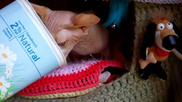 Video 11824751: sphynx cat love, lazy sphynx