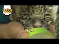 눈웃음에 속지 마세요. 이 녀석 맹수니까ㅣ  Baby Jaguar Is A Beast Bruh