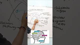 Dopamine Pathway in 60 Sec 🧠 | Reward System Explained #shorts #nursing #medical #nursingstudent
