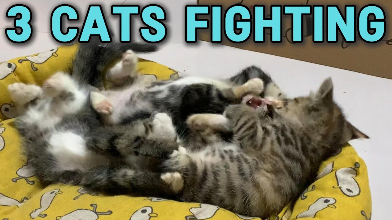 Kittens Fighting for Food—Chaos Every Time! 