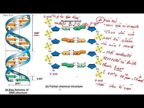 Video Bài 2: BÀI TẬP VỀ ADN (Phần 1) - Cô Kiều Oanh Bio - youtube