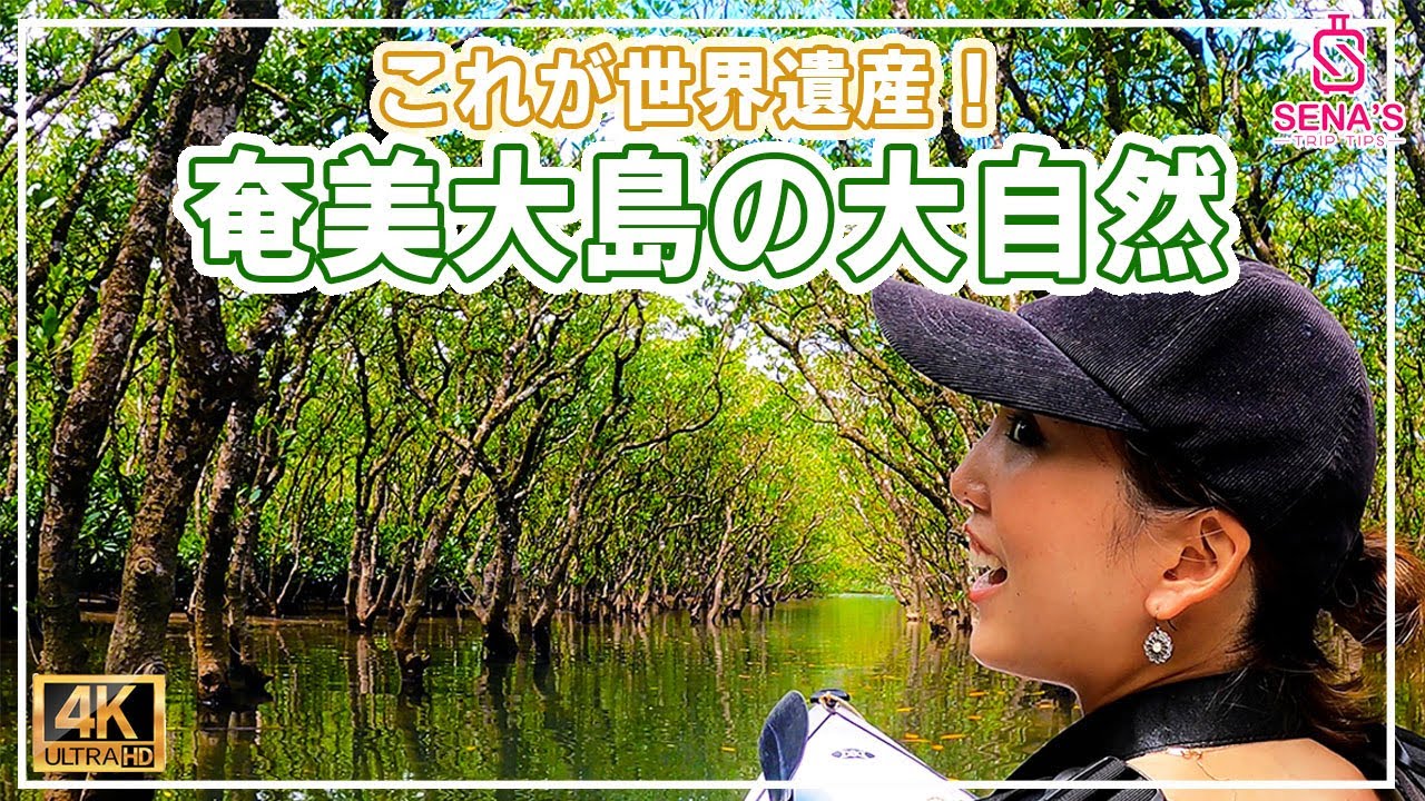【世界遺産！奄美大島の大自然】マングローブ原生林でのカヤック体験！