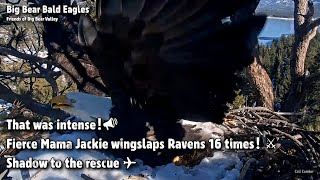 FOBBVThat Was Intense!Fierce Mama Jackie Wingslaps Ravens 16 Times⚔Shadow To The Rescue✈2023124