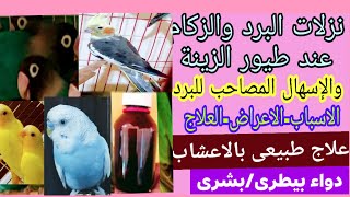 علاج البرد عند طيور الزينة( والإسهال المصاحب للبرد)بطرق طبيعية( اعشاب)وأدوية بيطرية أو بشرية