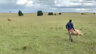 Maasai chases a lion eating his cow screenshot 2