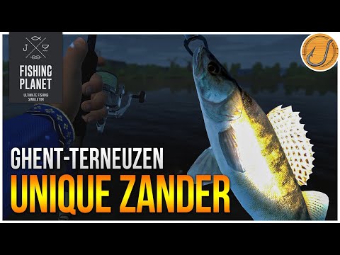Unique Zander of