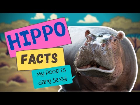Hippo Facts || Fascinating things about hippos you probably don&rsquo;t know 🦛🦛 🦛