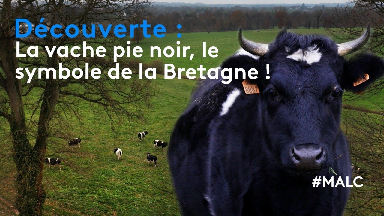 Découverte : la vache pie noir, le symbole de la Bretagne !