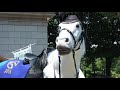安田記念　２０１８　馬ロボ祭　リアル馬ロボットのクオリティ