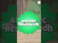 Anaerobic Respiration: How Some Bacteria Thrive without Oxygen