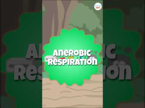 Video: Wie is een anaërobe ademhaling?