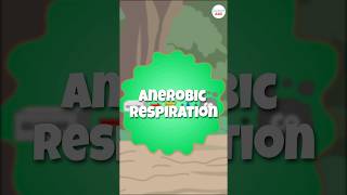 Anaerobic Respiration: How Some Bacteria Thrive without Oxygen