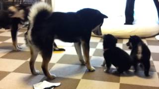 子犬の躾に苦労してる親犬  