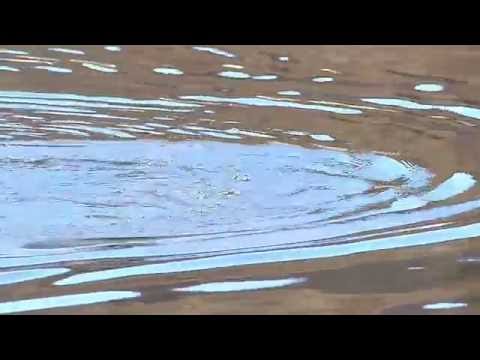 Swimming snapping turtle