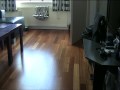 Cats meeting Roomba