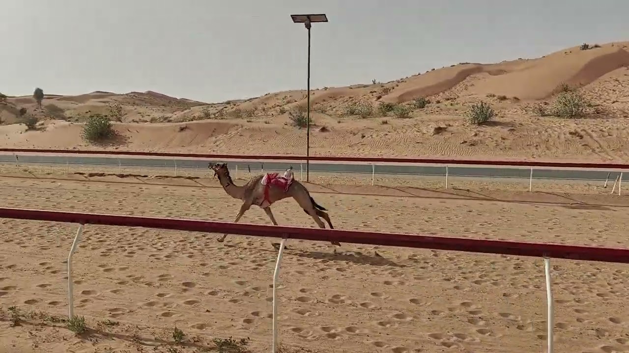 ش11عذبه - حمد ابراهيم سيف بريهيم المسافري 9:37