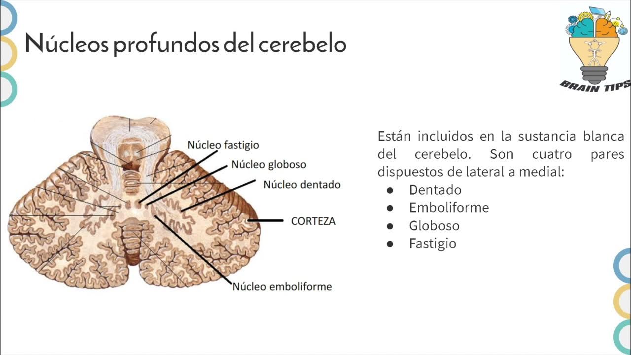 HISTOLOGÍA DE CEREBELO Células de Purkinje,