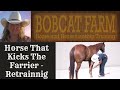 Horse That Kicks The Farrier - Retraining