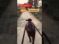 jhota shok farming..jhota buggi ki race #viral #video#shortsvideo