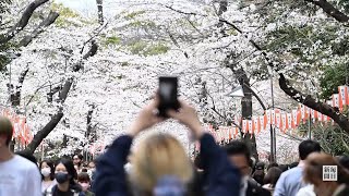 東京都心と福岡市で桜満開　平年より4日早く