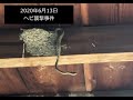 ツバメのヒナ捕食　ヘビ襲撃事件発生 Snake  In Nest   Snake Attack Small Bird In Nest 2020/6/13