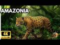 AMAZON: The World's Most Lethal Killers | Full Wildlife Documentary [4K]