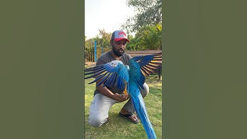 Parrot IQ level | How intelligent parrots are? | #parrots #ShaikhTanveer #Macaws