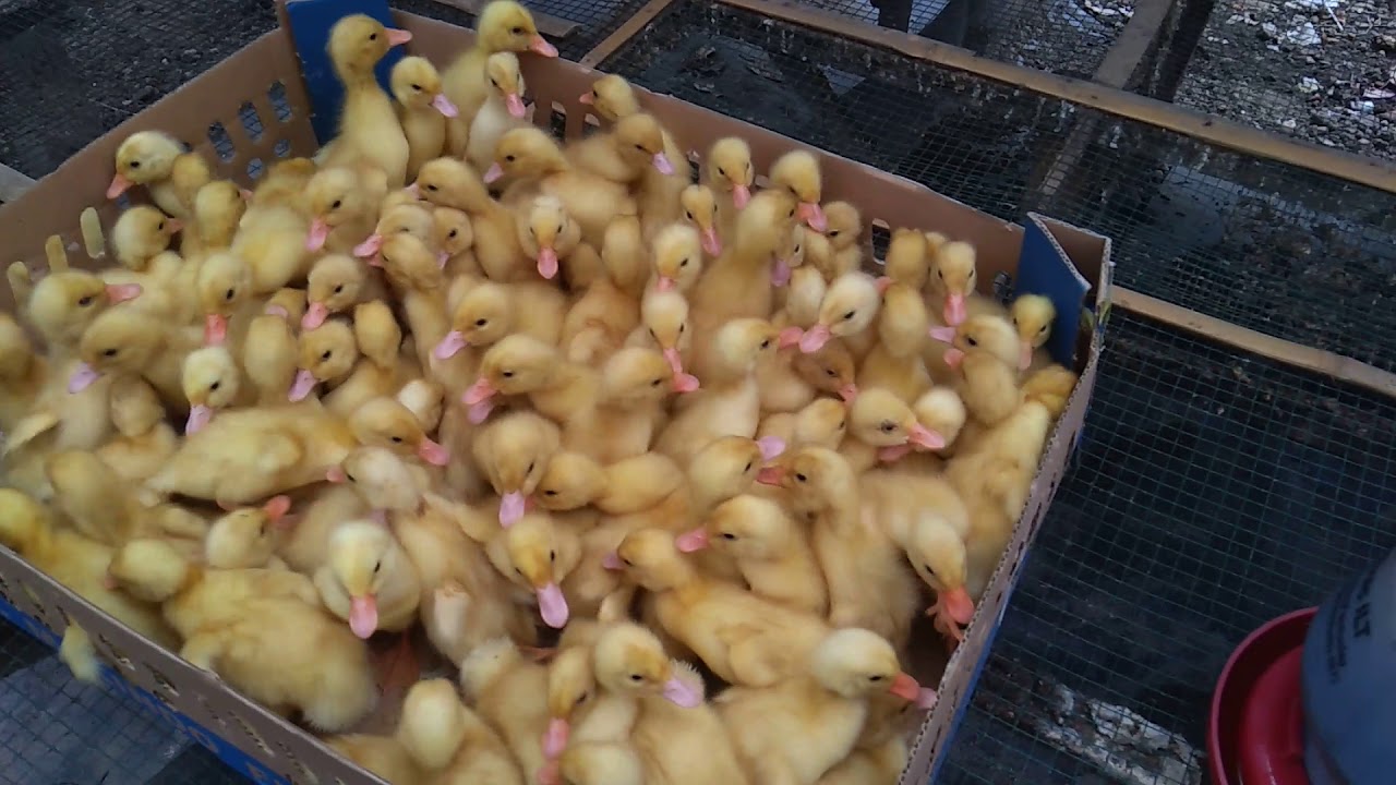 (39) bebek pedaging Peking generasi ke 11 
