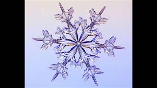 Growing Snowflakes - 1