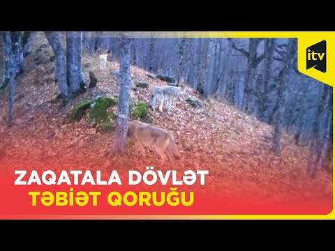 Video: Qoruğu 