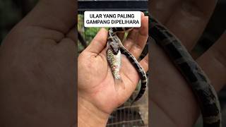 Download Lagu ular kadut si ular yang gampamg dipelihara #shorts MP3