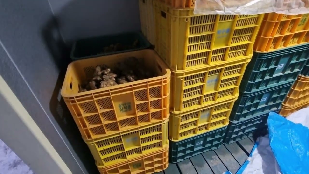 저온 창고에서 종자용 생강 저장 중입니다. 