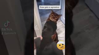 Gato Agressivo 