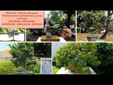 Видео: Подокарпус ургамлын талаар мэдэж аваарай - Подокарпус мод ургуулах заавар
