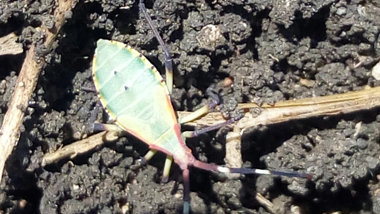 Intubi Insect Insect life - YouTube