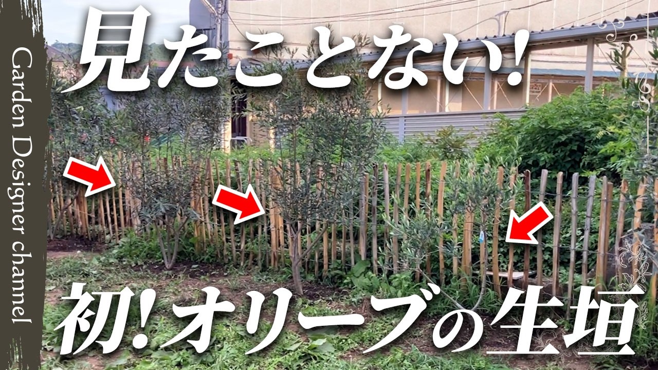 【前代未聞】オリーブの生垣!?施主の悩みをすべて解決した最高のお庭【植栽】【A hedge of olive trees and an elevated wooden deck.】