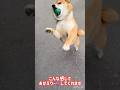 柴犬母娘のおかえり集💕 #柴犬 #shibainu #癒し #犬#可愛い #おかえり
