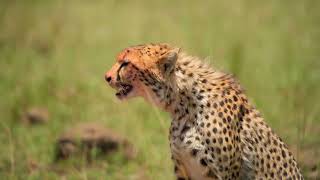 Çita Nasıl Bu Kadar Hızlı 🐆 Dünyanın En Hızlı Hayvanı Hakkında Şok Gerçekler!
