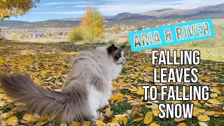 Aria & River: Falling Leaves to Falling Snow by Embodyworks 531 views 1 year ago 11 minutes, 52 seconds