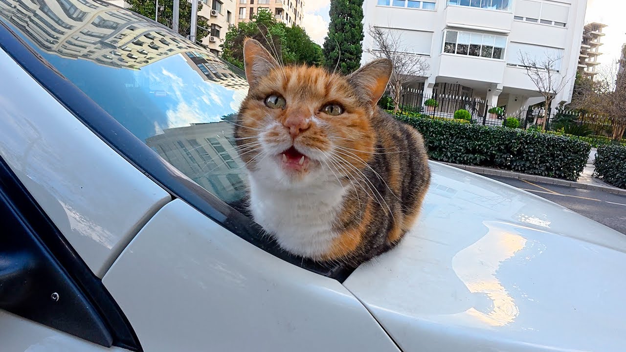 Istanbul’s Street Cats Are So Talkative