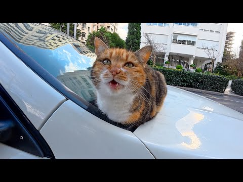 Istanbul’s Street Cats Are So Talkative